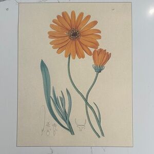 Vintage Botanical Print - Orange Calendula Flower Art 10 x 13